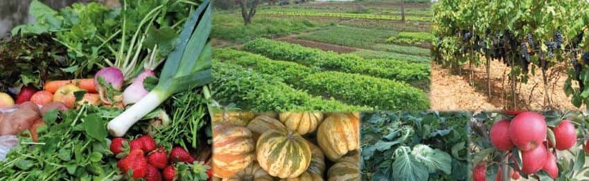 agricultura biologica